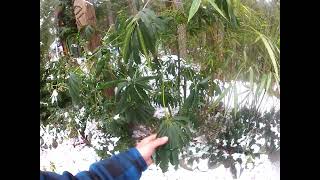 Tropical looking Schefflera taiwaniana during a deep freeze [upl. by Omiseno]