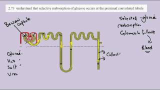 274 Glucose reabsorption [upl. by Petronia]