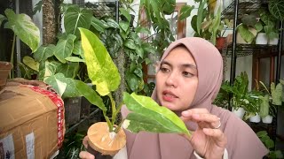 Unboxing Tanaman Hias Monstera Obliqua  Philodendron Anderson  Anthurium Verde x Magnificum [upl. by Logan]