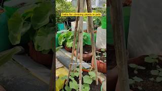 Trellis for climbing plants in pots shorts terracegardening organicgardening [upl. by Laraine809]