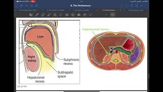 Anatomy L7 C1 The peritoneum P2 [upl. by Yonah108]