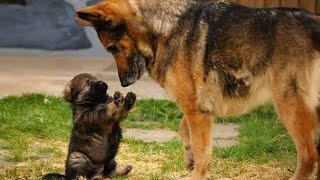 Dogs Have The Best Reactions To Meeting Their Puppy Siblings [upl. by Brom118]