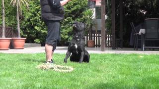 Cane Corso Wurfplanung Alice amp Paolo [upl. by Perle]