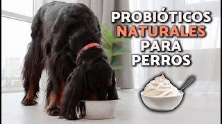 ¿Cuáles son los MEJORES PROBIÓTICOS para PERROS 🧫🐕 BENEFICIOS y PARA QUÉ SIRVEN [upl. by Sinnelg]