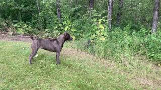 Cane Corso barking at the MOST ANNOYING NEIGHBOURS…a murder of crows dogshorts barking [upl. by Eetsirhc]