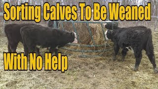 Sorting Calves To Be Weaned With No Help [upl. by Ahsiniuq]