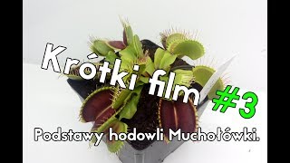 Krótki film 3  Muchołówka podstawy hodowli [upl. by Woodberry]