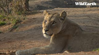 WildEarth  Sunrise Safari  21 September 2023 [upl. by Aerdnac]