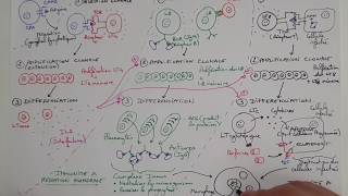 eSVT La réaction immunitaire adaptative ou acquise  la RIA [upl. by Kilmarx855]