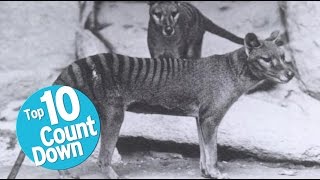 Top 10 Extinct Animals [upl. by Alsi]