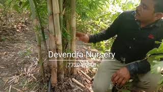 Polymorpha Bamboo Farming  Sandip Mali 7021187007 772947840 Devendra Nursery [upl. by Mohandis]