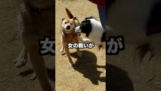 雑種犬コロちゃんとボーダーコリーの性格の違いが可愛すぎるw [upl. by Trebleda593]