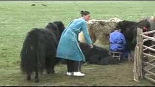 Mongolia  yak milking [upl. by Halet634]