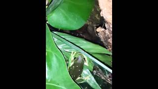 Pachymedusa dacnicolor Mexican leaf frog [upl. by Terena]