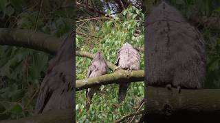 Tawny Frogmouths sleeping shorts birds wildlife [upl. by Lanita941]