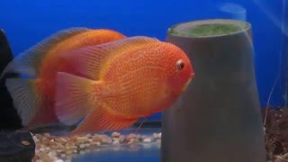 Severum Super Red Severum Reproducción Breeding  Severum Red Spot Spawning [upl. by Aldwon]