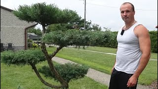 Przycinanie iglaków  Jałowiec pośredni Pfitzera HETZII cięcie artystyczne na ogrodowe bonsai niwaki [upl. by Siriso]