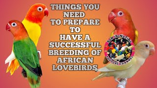 THINGS YOU NEED TO PREPARE TO HAVE A SUCCESSFUL BREEDING OF AFRICAN LOVEBIRDS [upl. by Juana344]