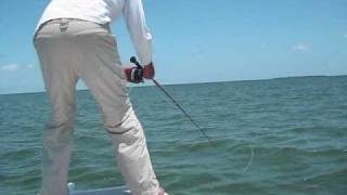 Flying Tarpon Fly Fishing [upl. by Amandi578]