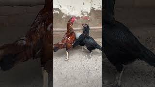 Aseel breeding set Ryk king birds kabutor parrot aseelcats birds shotrs [upl. by Aaronson253]