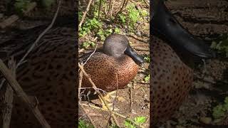 Red shoveler birds waterfowl duck [upl. by Coppinger337]