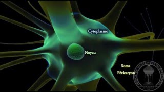 Physiologie du système nerveux  Neurone  partie 1 [upl. by Goode]