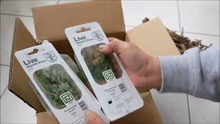 unboxing microsorum narrow leaf pour mes bacs [upl. by Ecerehs188]