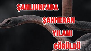 ŞANLIURFADA ŞAHMERAN YILANI GÖRÜLDÜ [upl. by Nolyad]