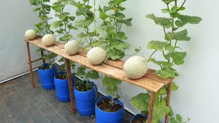 Easy method to grow cantaloupes at home with big sweet fruits [upl. by Hcirteid]