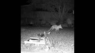 Another fox v cat in the garden Neither of them look very confident here do they 😂 [upl. by Eeuqram]