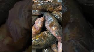 Beautiful tank goby fish fish fishinglife tankgobyfish shorts shortvideo short freshwater [upl. by Roxine]