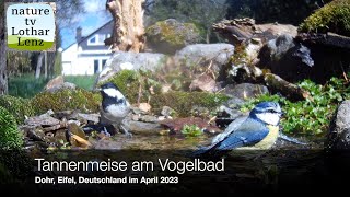 Tannenmeise am Vogelbad Dohr Eifel Deutschland April 2023 [upl. by Waugh]