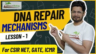 DNA repair mechanism  Nucleotide excision repair  Base excision repair  DNA mismatch repair [upl. by Costanzia492]