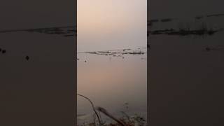 Big gadwall catch duckhunt hunting subscribe duckhunter [upl. by Anyg306]