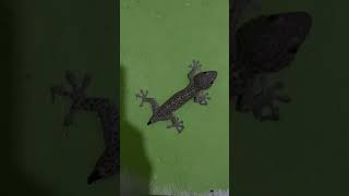 gecko tokay tuko toko lizard pet subscribe shorts like share tiktiki animal philippines [upl. by Aeslek]