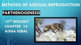 Parthenogenesis Class10biology chapter14 Reproduction What is parthenogenesis Asexual reproduction [upl. by Akkinahs]