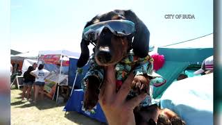 Canines compete in Buda Wiener Dog Races [upl. by Karena]