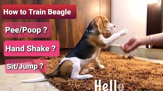 How to train Beagle Puppy  Dog Tips and Tricks to train Dog [upl. by Nyret]