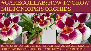 CareCollab series how to grow Miltoniopsis orchids [upl. by Price555]