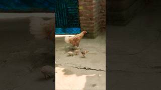 Murgiyon🐤🐣🐥 ka song funny wedding comedy share shortsvideo shortvideo [upl. by Fenny]