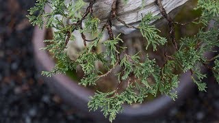 Bonsai Detail Wiring [upl. by Tsiuqram]