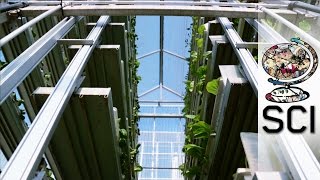 How Vertical Farms Bring Fresh Food To Booming Cities [upl. by Nirahs]