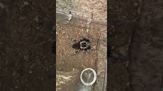 Freshly molted Brachypelma auratum Female feeding [upl. by Anytsirk]