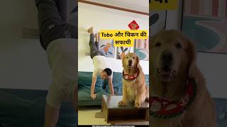 🐕Tobo ने की चिकन की सफाई  mini wood toy  woodworking art skills  hand crafts shorts pets [upl. by Hamnet]