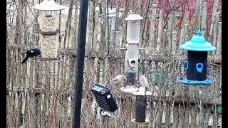 Schlitz Audubon Nature Center Bird Feeder Live Stream [upl. by Goar]