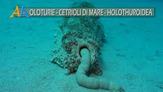 Oloturie cetrioli di mare  Sea Cucumber  Holothuroidea [upl. by Igig]