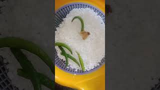 Sabuna dana ka Khichdi recipe 🤗 [upl. by Nnyleve267]