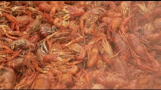 2014 Crawfish Festival [upl. by Lillith]