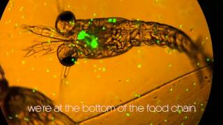 Plankton munching microplastics [upl. by Rizas]