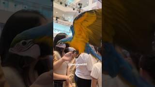 🦜Macaw Parrot petplanet88 youtubeshorts macaw parrot macawparrot birds birdslover pets [upl. by Kcirdez]